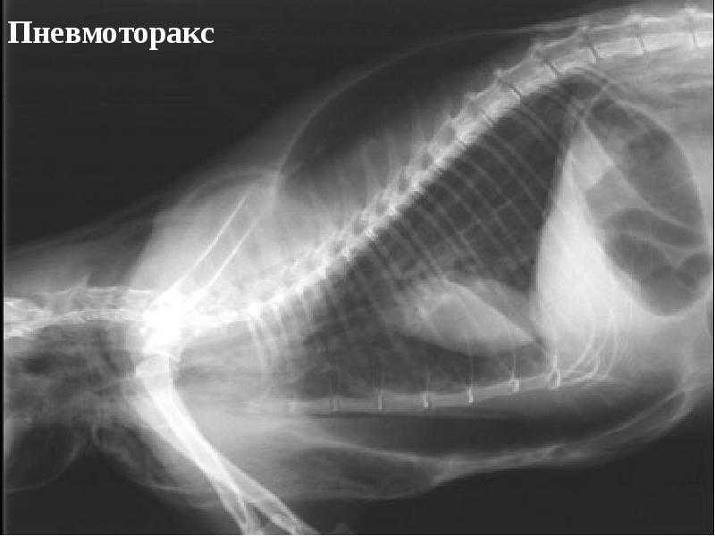 Выживают коты после отека легких какие последствия. отек легких у кошек: причины, симптомы и лечение