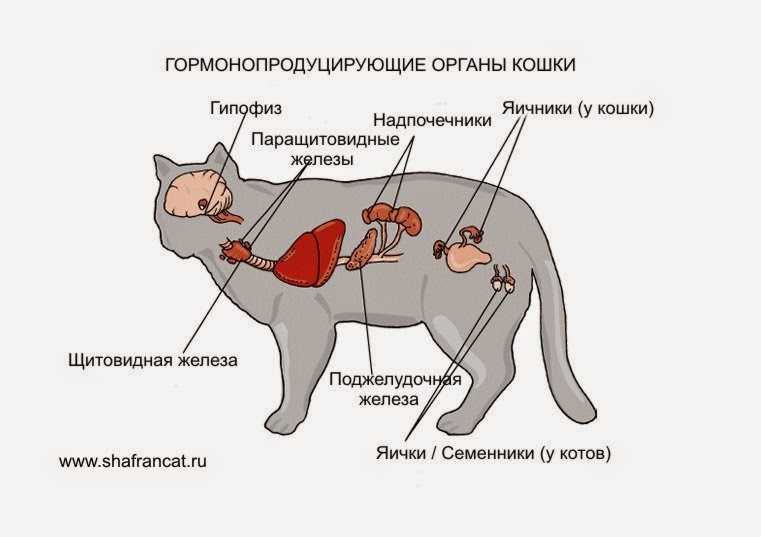 У кошки увеличились лимфоузлы. увеличены лимфоузлы у кота причины. воспаление лимфоузлов на шее у кота