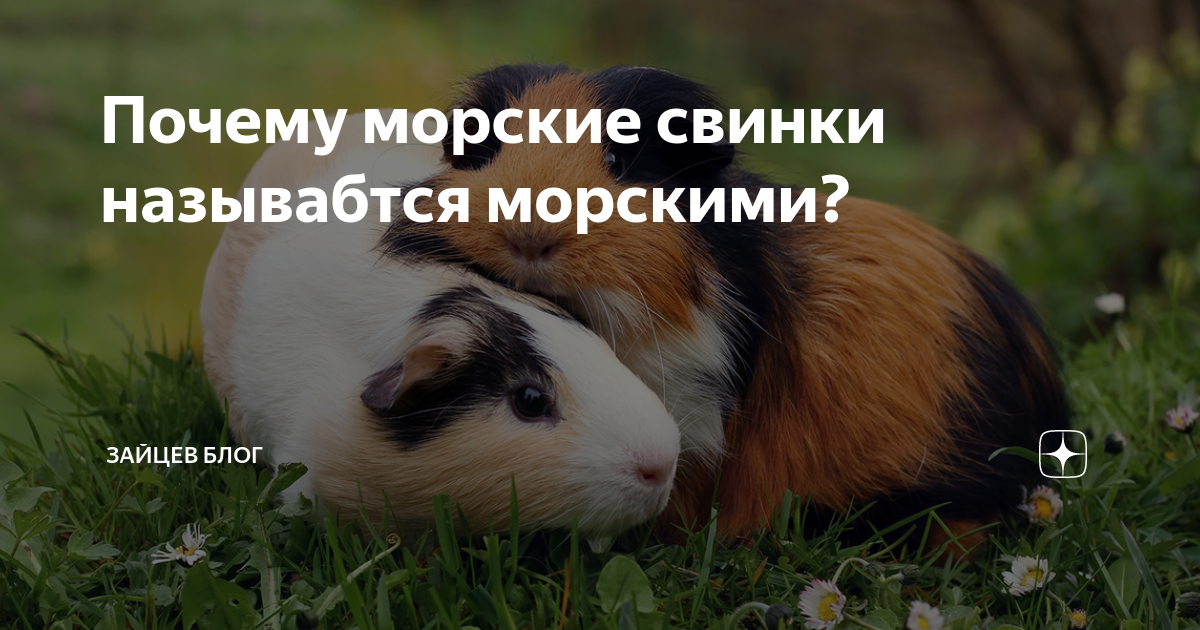Как выглядят на фото опухоли и абсцесс у морских свинок Правила лечения наростов, шишек и болячек на боку, животе, шее и других частях тела грызуна