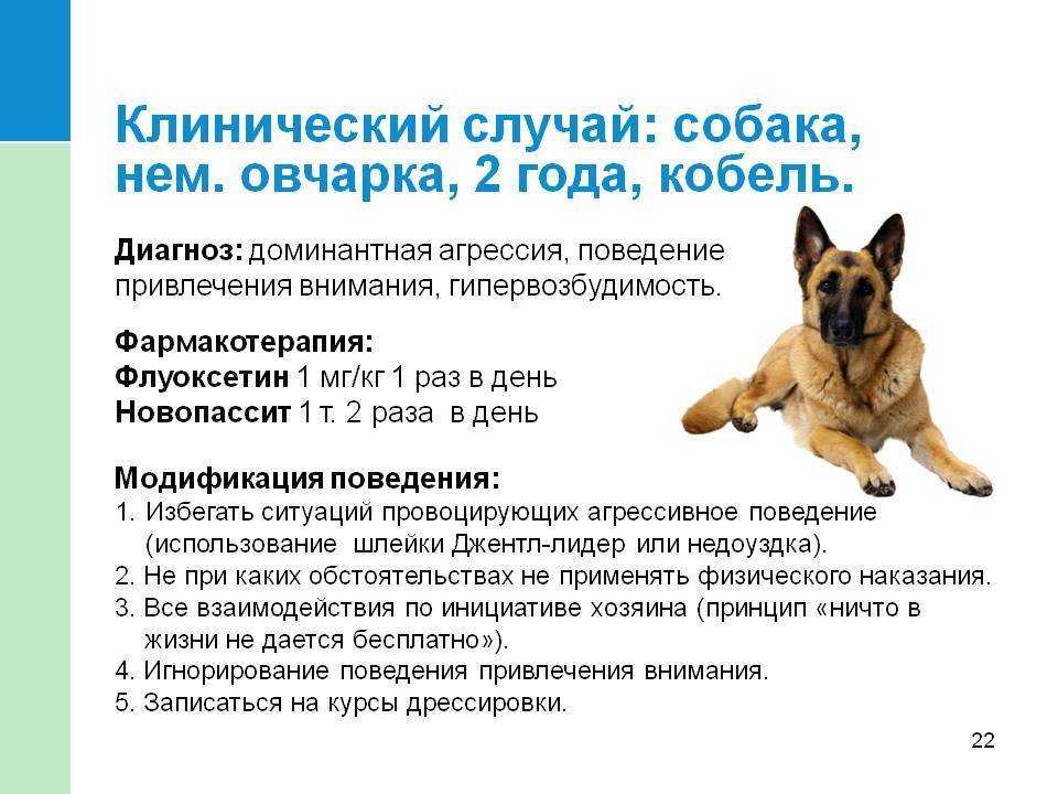 Собака гоняет кошку дома: что делать