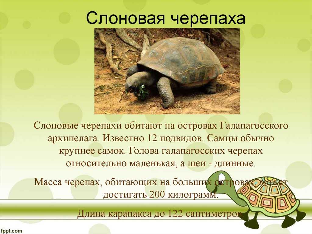Болотная черепаха. образ жизни и среда обитания болотной черепахи | животный мир