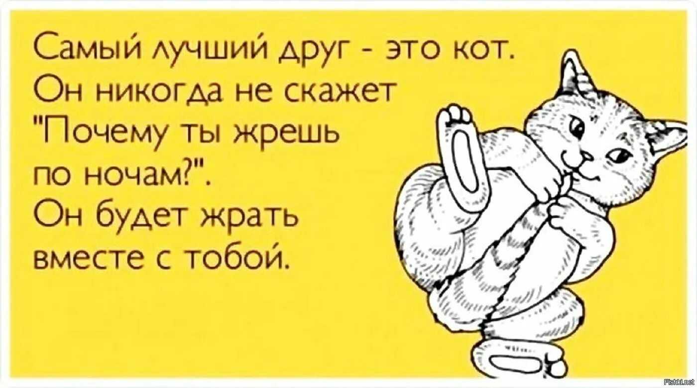 Как отучить кота орать по утрам
