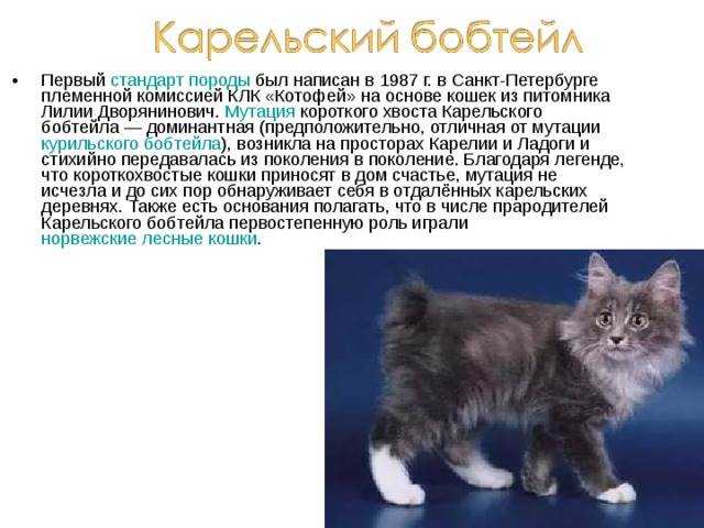 Японские породы кошек и котов с фотографиями и названиями | картинки