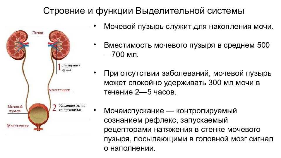 Ультрасонографические различия органов брюшной полости собак и кошек