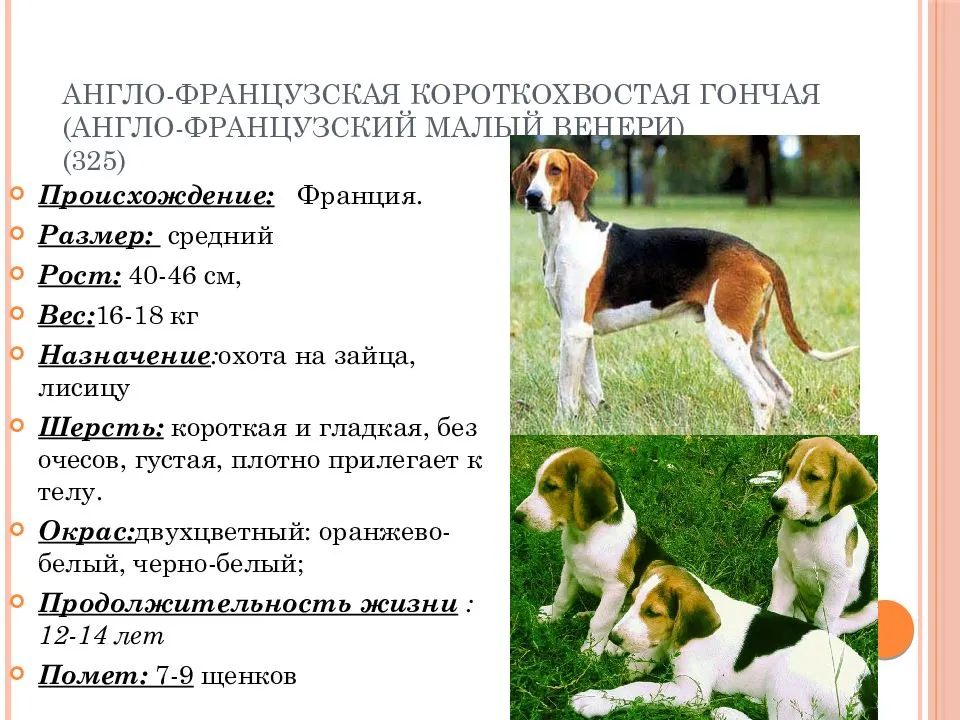 Русская гончая (фото): идеальная собака для тех, кто любит охоту
