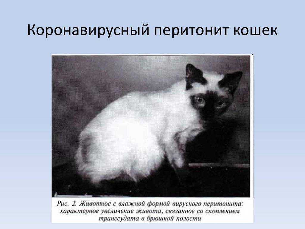 Гастроэнтерит у кошек - симптомы, лечение, препараты, причины появления | наши лучшие друзья