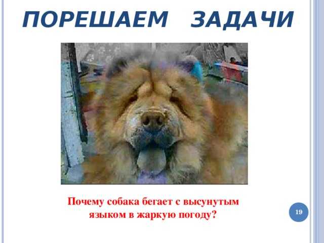 Почему собака высовывает язык: норма или патология?