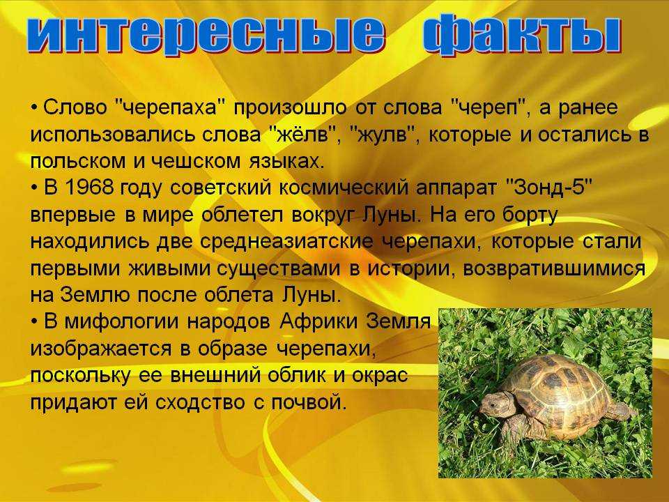 Дальневосточная черепаха, или китайский трионикс (лат. pelodiscus sinensis): фото, описание, популяция
