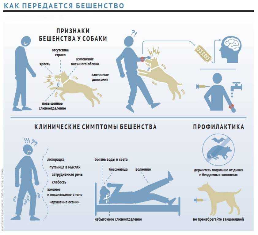 Бешенство у собак: симптомы и признаки болезни