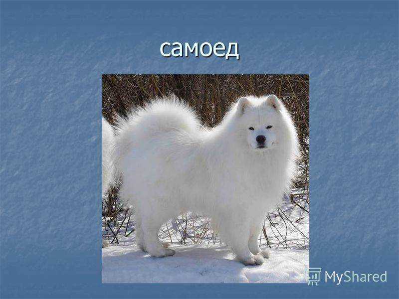 Самоедская лайка: особенности содержания и дрессировки белоснежной красавицы
