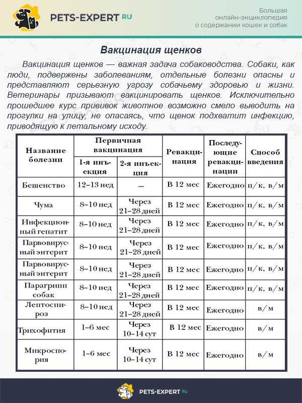 Как приучить собаку к улице - пошаговая инструкция