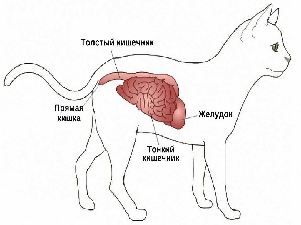 Колики у кошки: кишечные, печеночные, почечные, желудочные