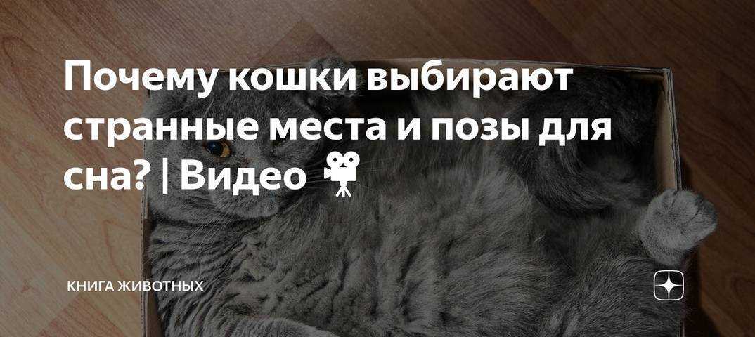 Метеоризм у кошек