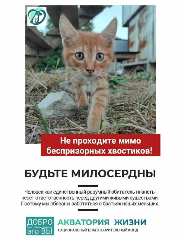 Зачем кошки несут убитых животных домой
