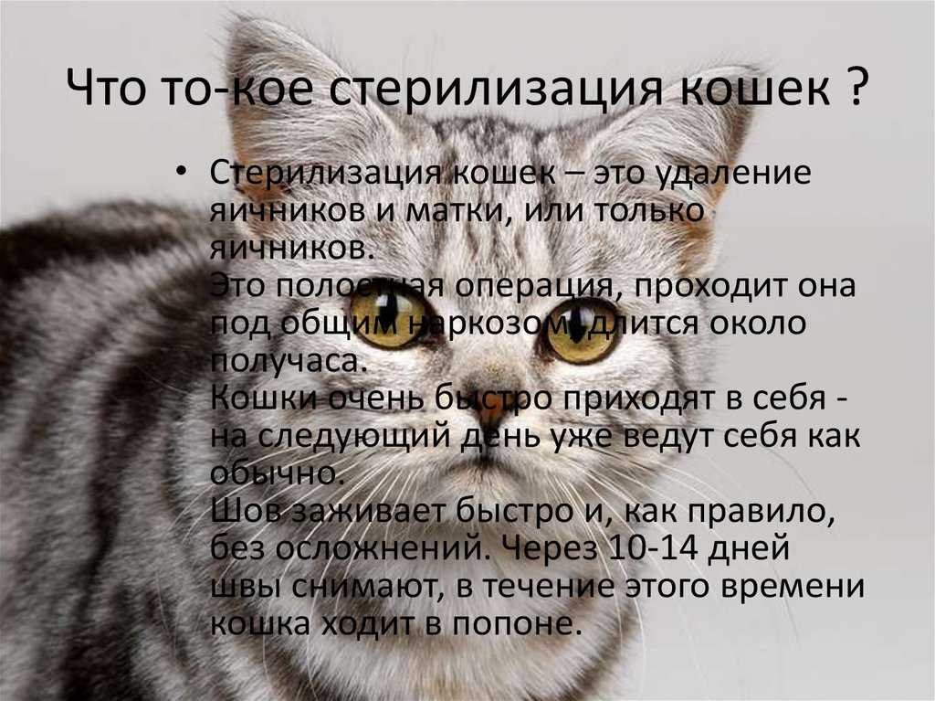 Как ухаживать за котом после операции кастрации: фото и видео