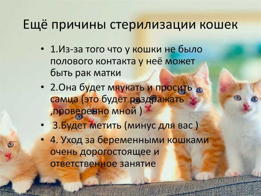 Кастрации кота: плюсы и минусы, описание операции, подготовка, противопоказания