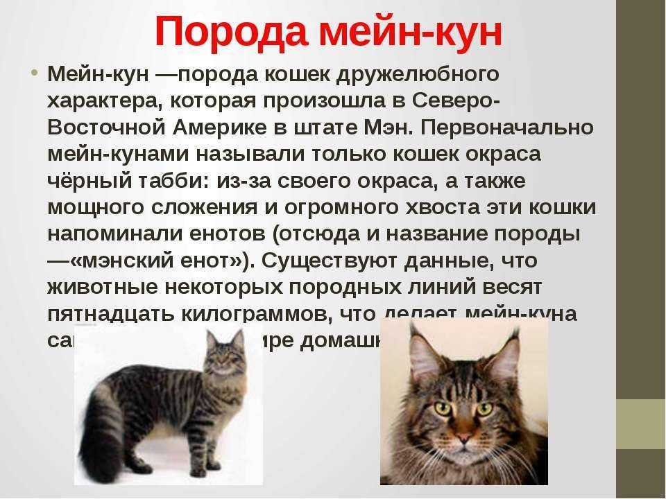 6 отличий мейн-куна от обычной кошки