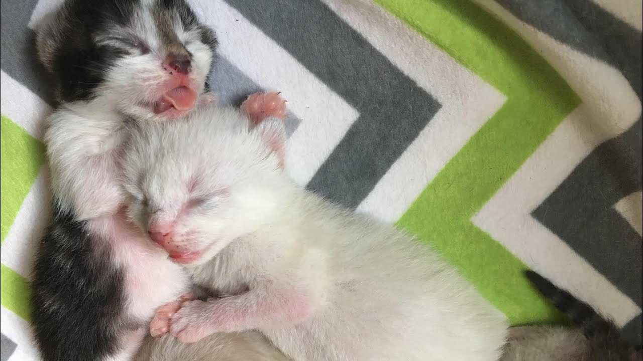 Во сколько котята начинают ходить?