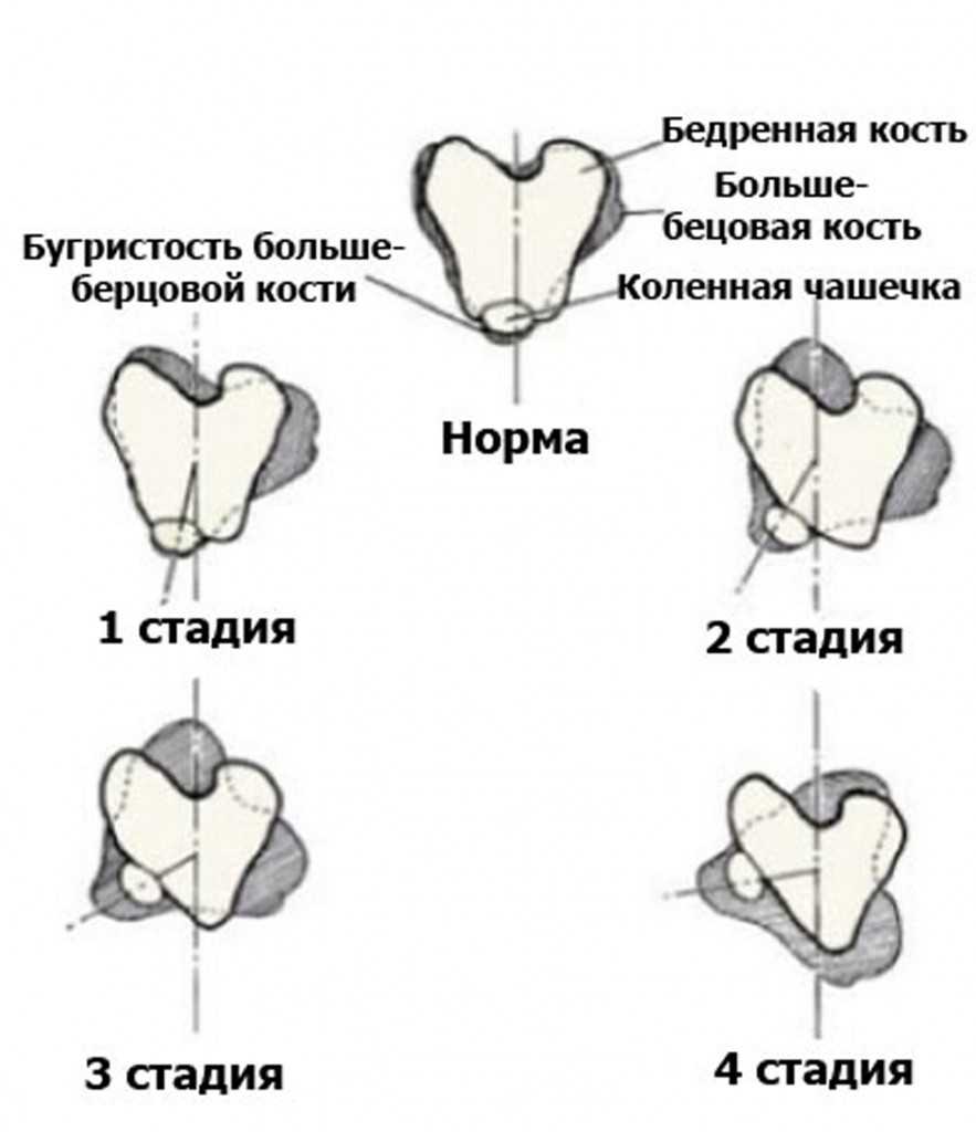Вывих суставов у собак, кошек и котов | симптомы