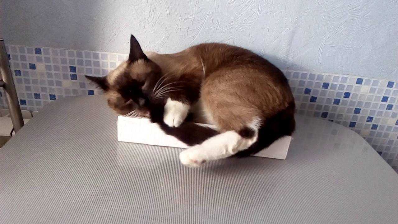 Можно ли научить кота говорить на человеческом языке?