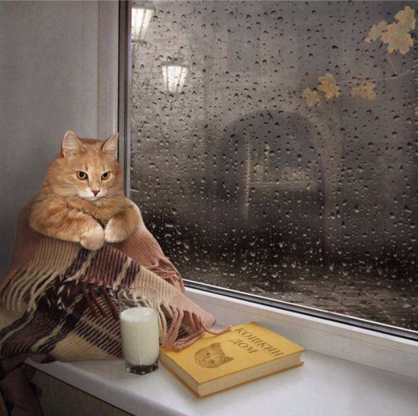 Почему кошки любят сидеть на окне