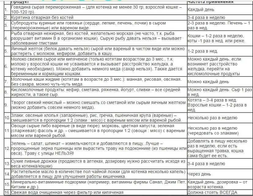 Чем кормить шотландского вислоухого котенка: меню по возрастам | звери дома