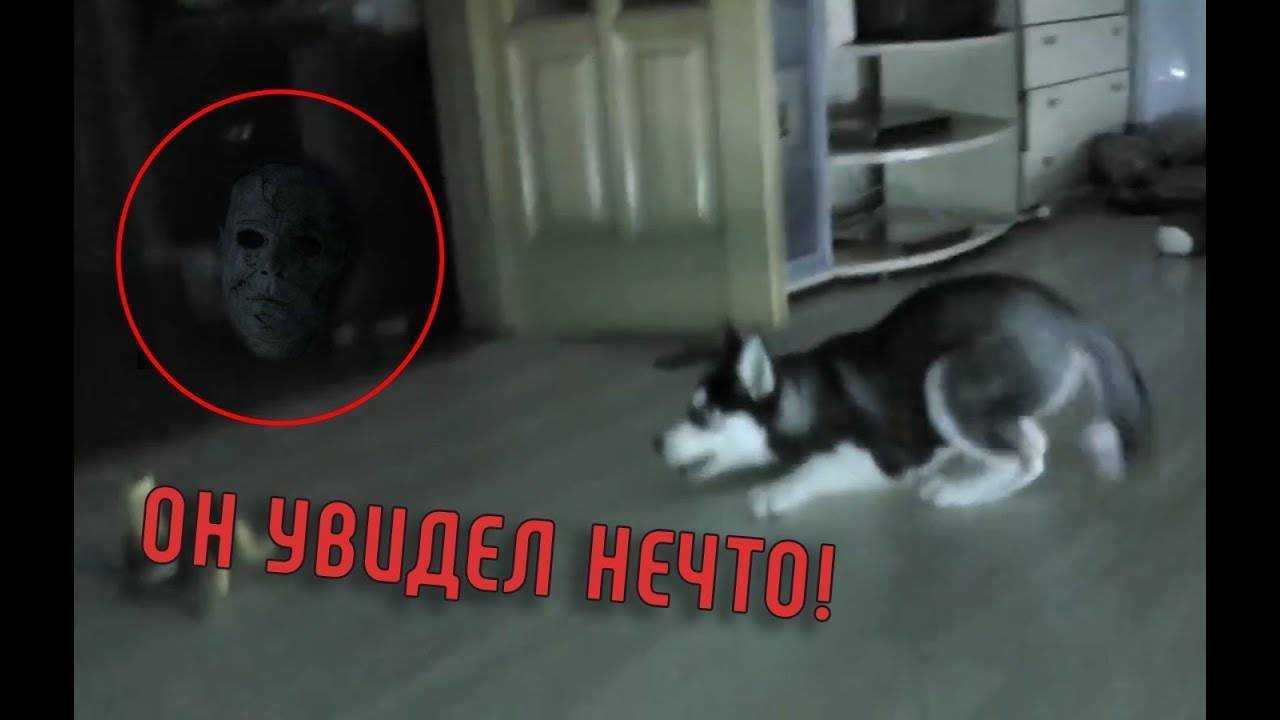 Есть ли душа у кошки, куда она попадает после смерти и может ли дух умершего человека переселиться в животное?