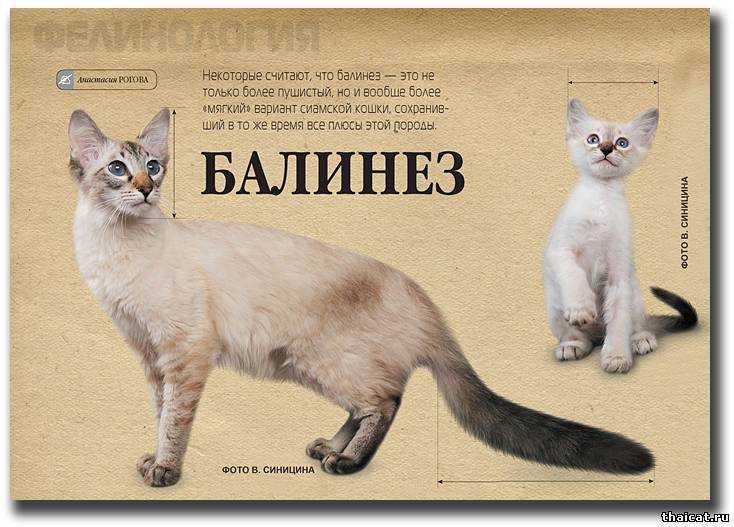 Cиамская кошка - характер породы, фото