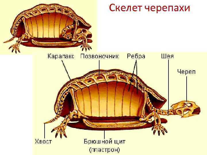 Строение скелета черепахи: на какие отделы подразделяется Есть ли у черепахи позвоночник Строение скелета головы, панциря, позвоночника и конечностей