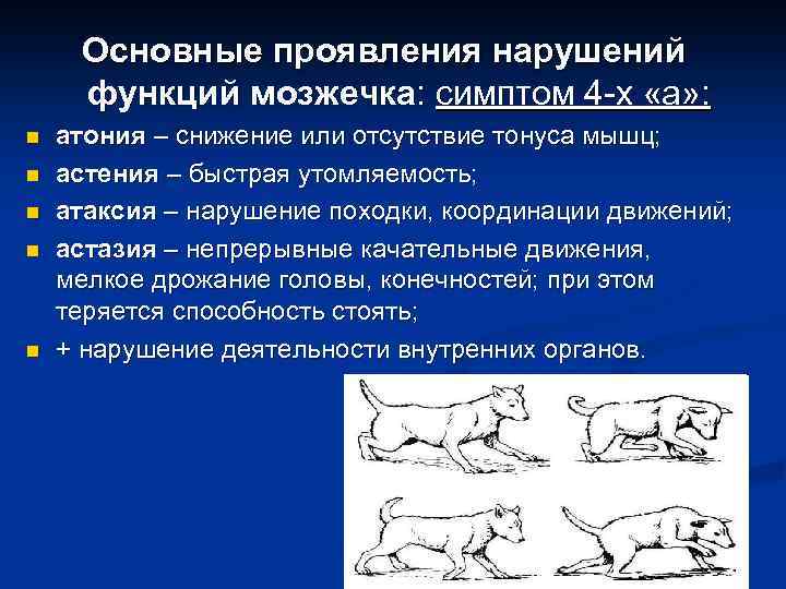 Все об атаксии у кошки: подробное описание состояния, принципы лечения