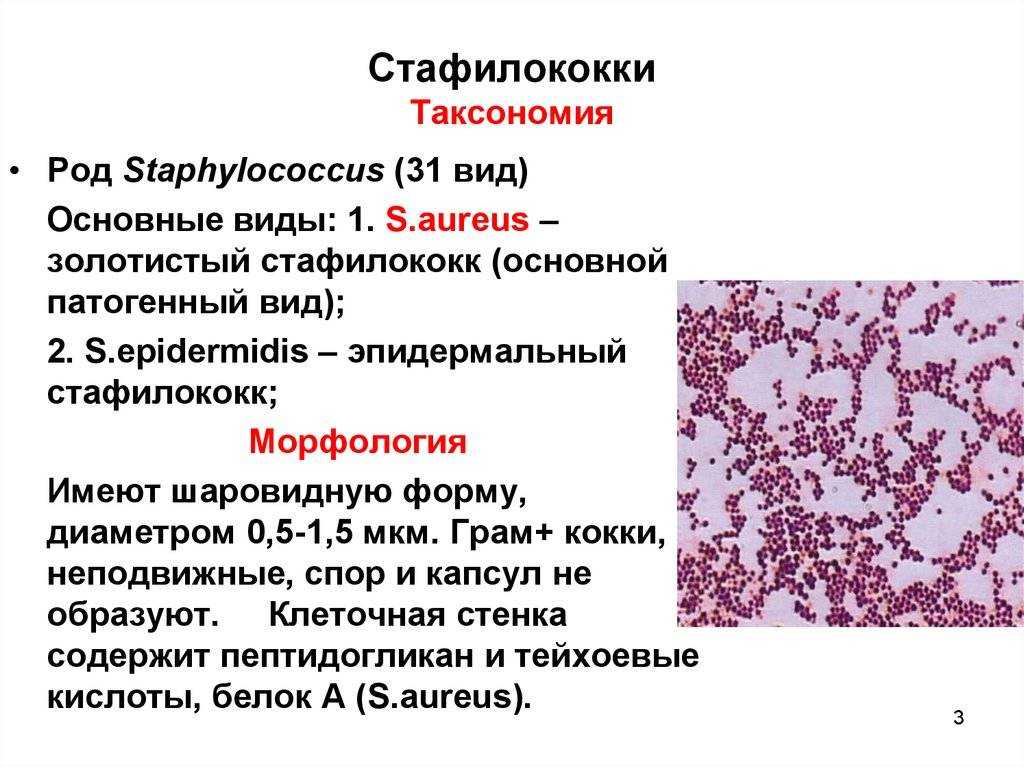 Стрептококковая инфекция у кошек