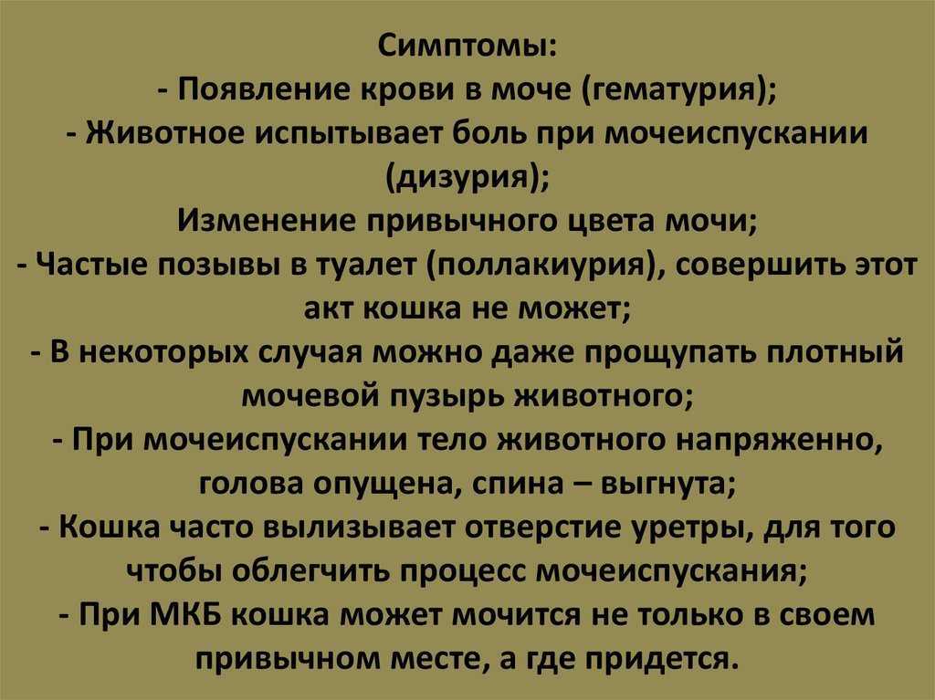 8 причин кровяных выделений у кошки - что делать