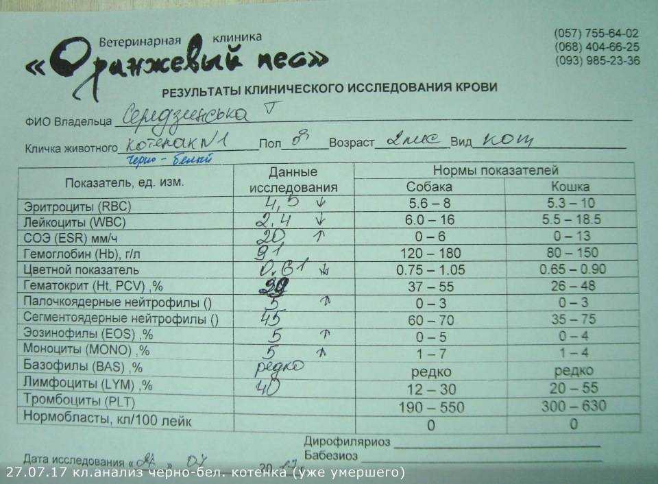 Признаки и лечение пироплазмоза у собак, опасность клещей