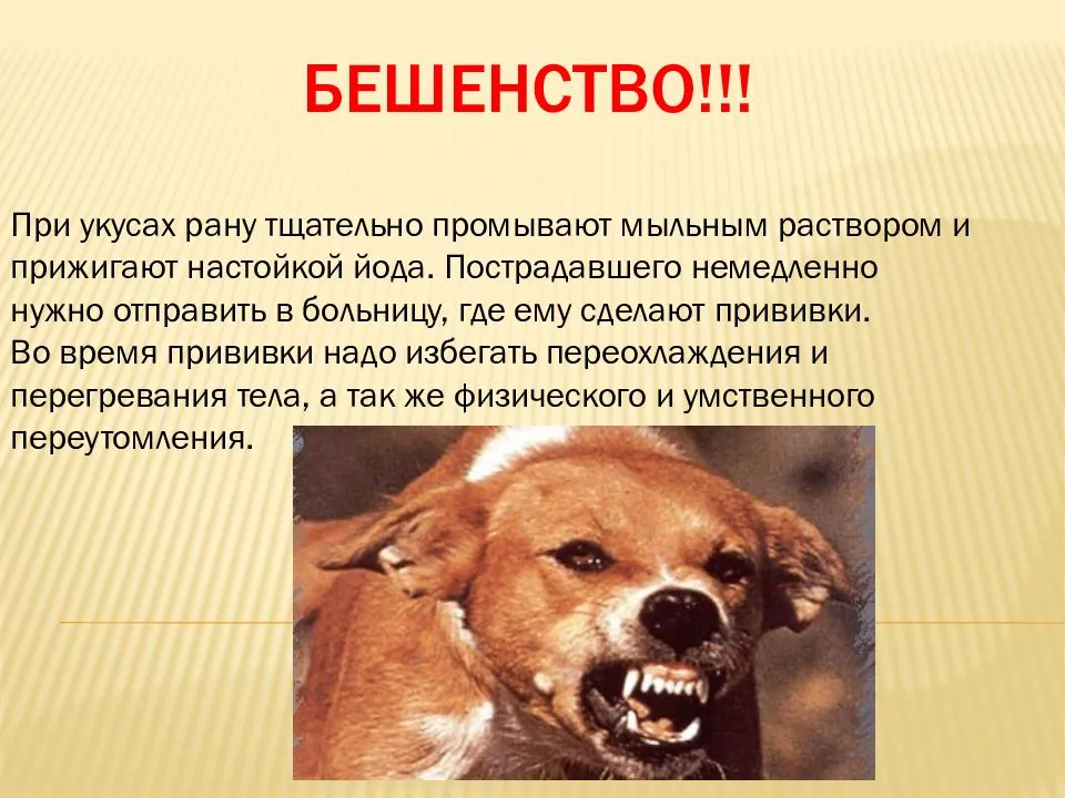 Почему щенки грызут дерево - [2023]