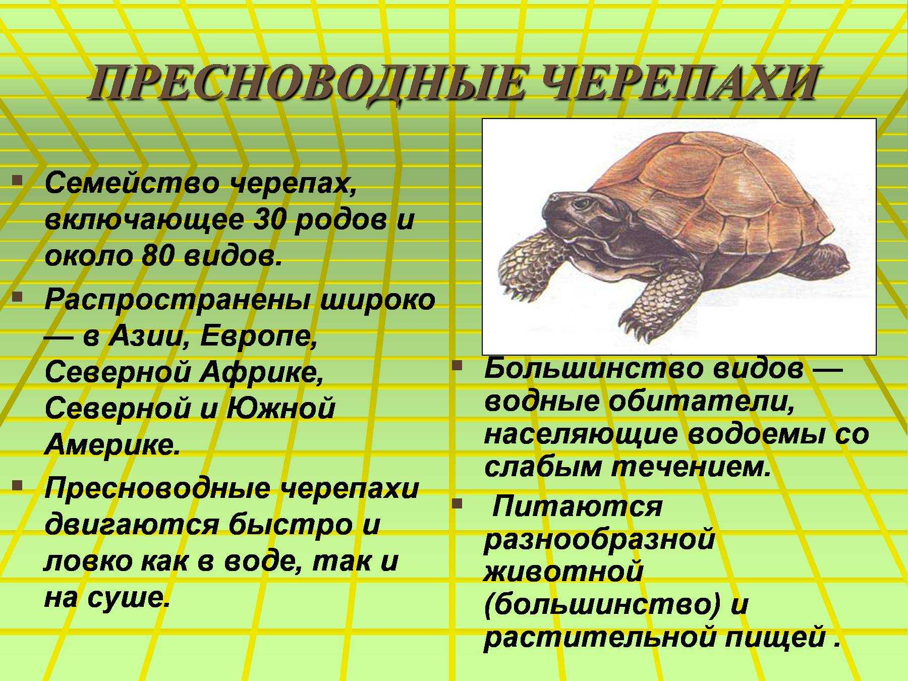 Черепахи: сколько живут, чем питаются, как выглядят и где обитают, описание видов