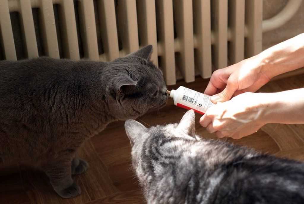 Как избавиться от икоты кошек — сайт эксперта по животным — howmeow