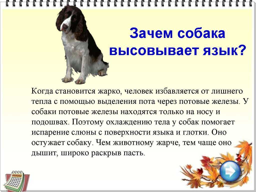 Почему собака высовывает язык и часто дышит в жару, при стрессе?