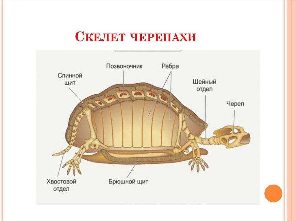 Анатомия черепахи и из чего состоит её скелет и панцирь