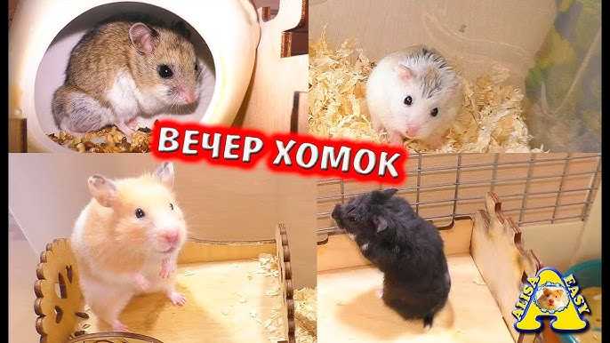Можно ли мыть хомяков: требования и рекомендации по уходу, как и чем кормить