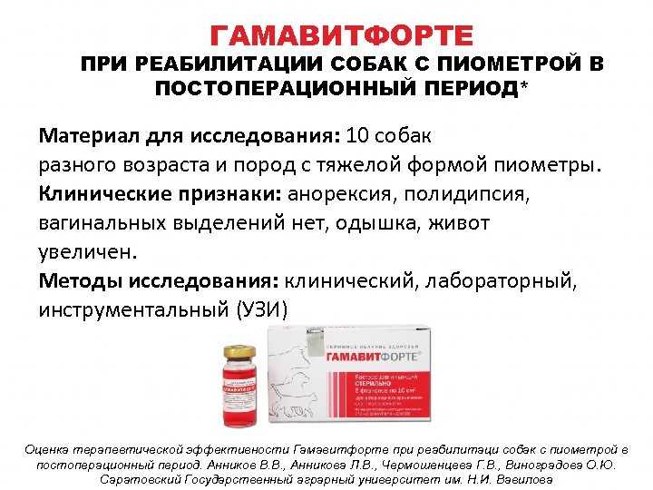 Реабилитация собак после пироплазмоза