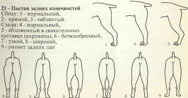 Всегда ли паралич задних конечностей у собак - приговор?