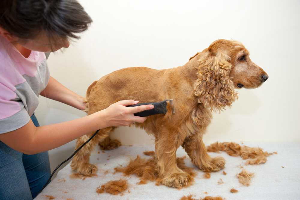 Летняя стрижка собак: хорошо или плохо? | dogkind.ru