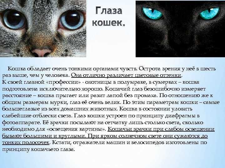 У кошки разные зрачки: причины, лечение, диагностика
