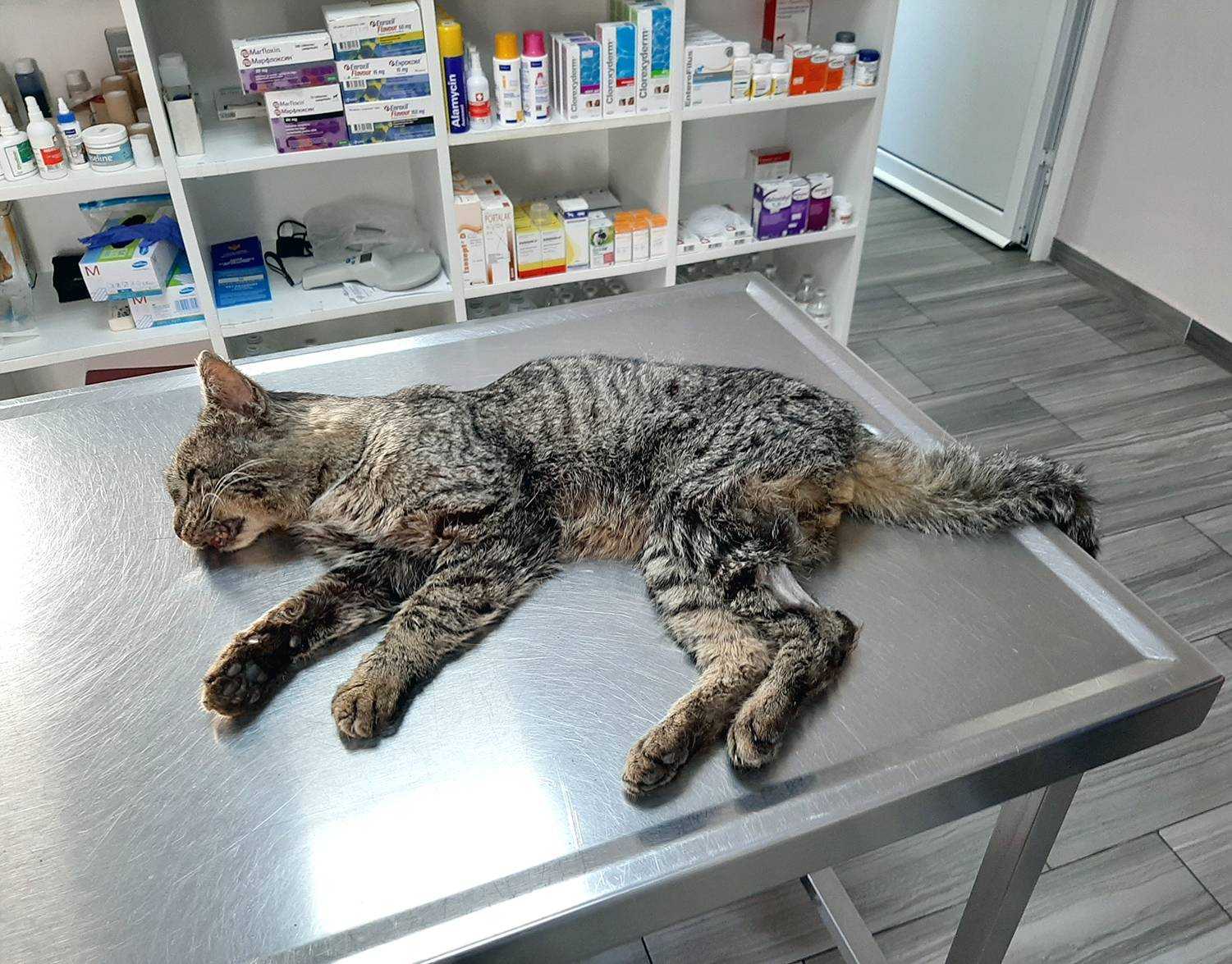 Болезни почек у кошек: симптомы и лечение, методы профилактики