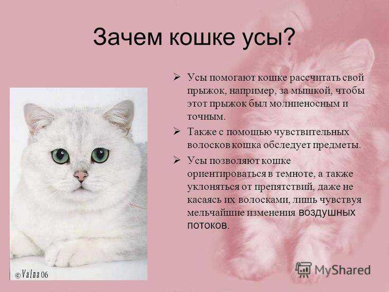 Почему кошка теряет свои усы?