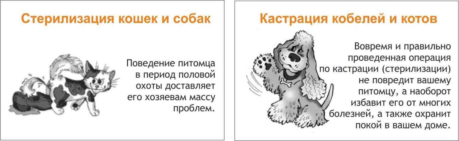 Уход за котом после кастрации в первые часы и дни после