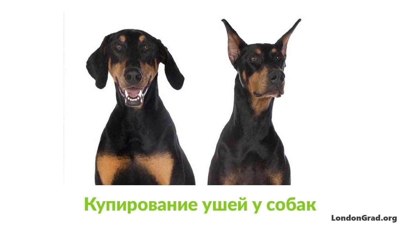 Купирование ушей и хвоста