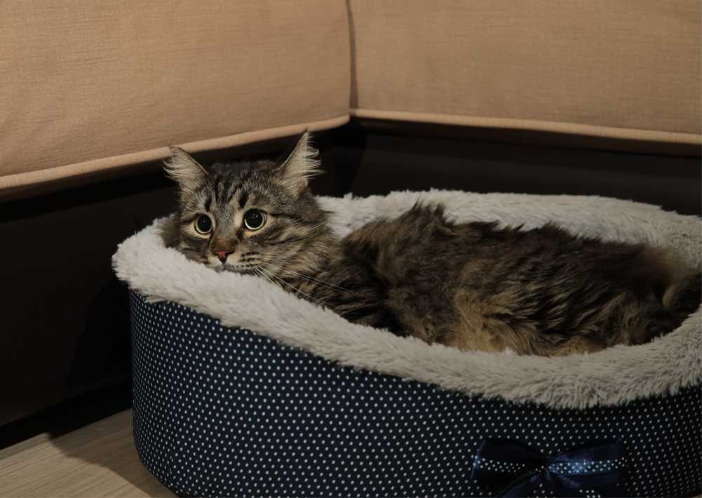 Место кошки в доме. как приучить кошку спать на лежанке : clubcat