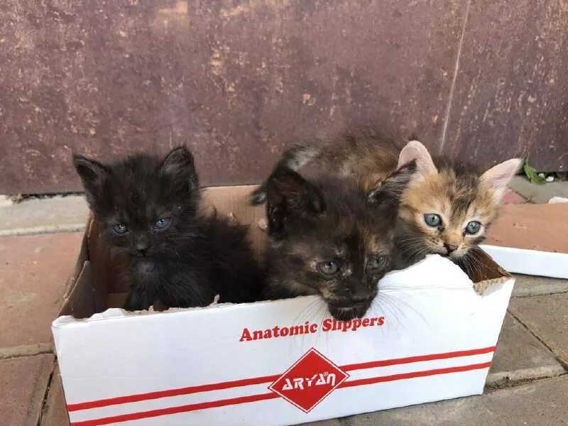 Можно ли и нужно ли мыть кошку?