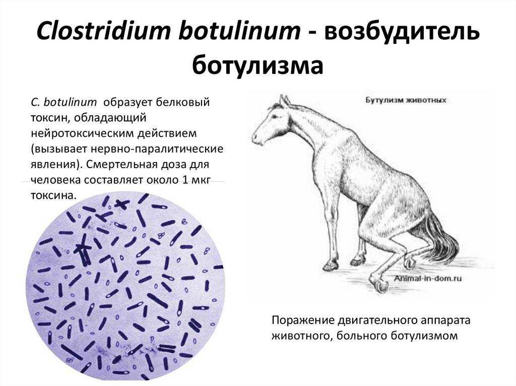 Паралич у кошек: причины и методы лечения